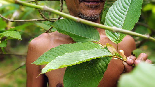 Vše, co potřebujete vědět o kratomu a jeho účincích