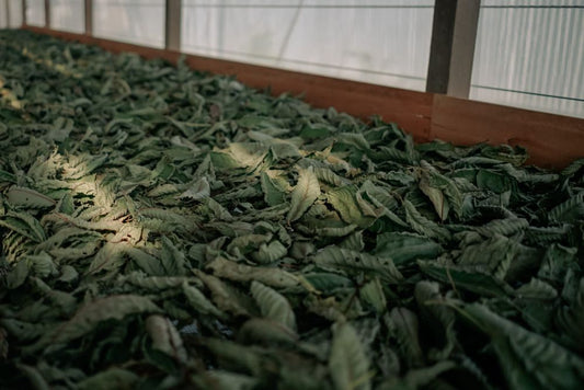 Původ a historie Kratomu: Začátky prodeje Kratomu v Evropě