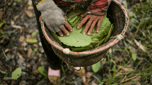 Kratom v České republice – Připravovaná regulace a její pozitivní změny