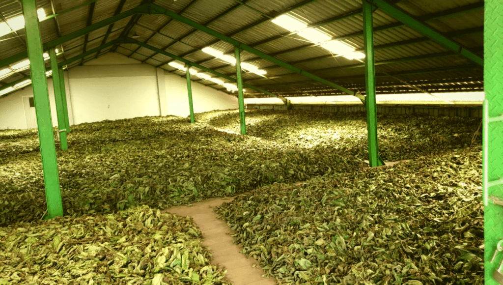 Cesta farmou a plantážemi k výživnému prášku