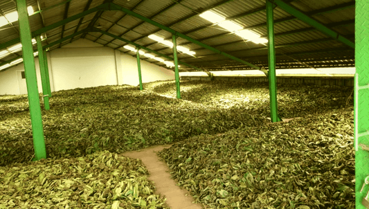 Cesta farmou a plantážemi k výživnému prášku